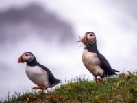 Puffin Viewing Site